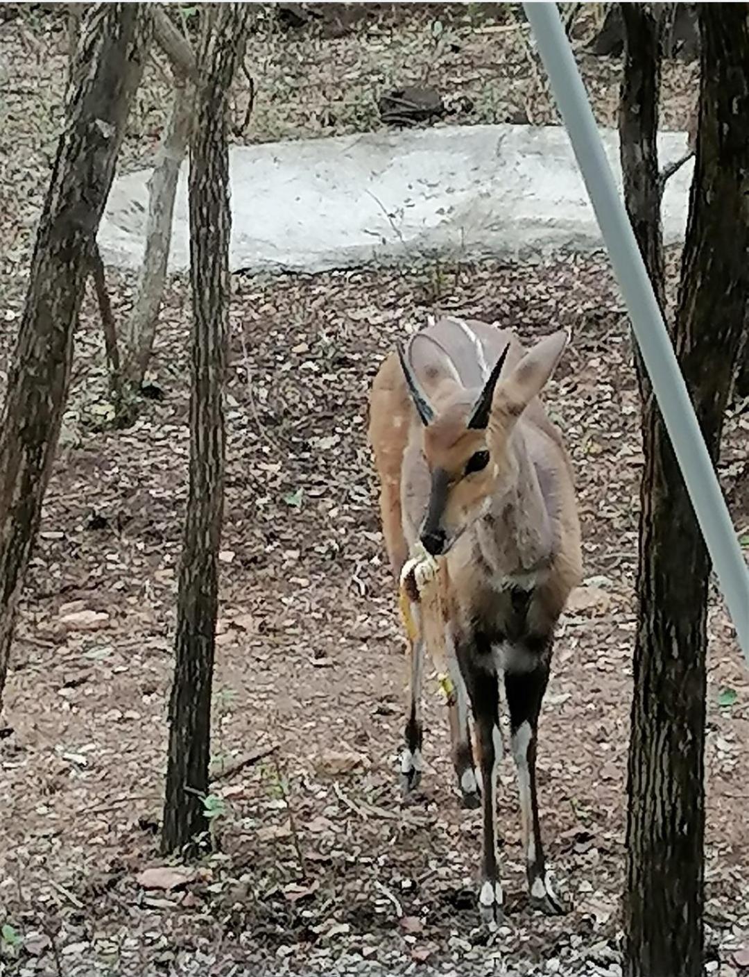 Bushbuck Rest Apartment Marloth Park