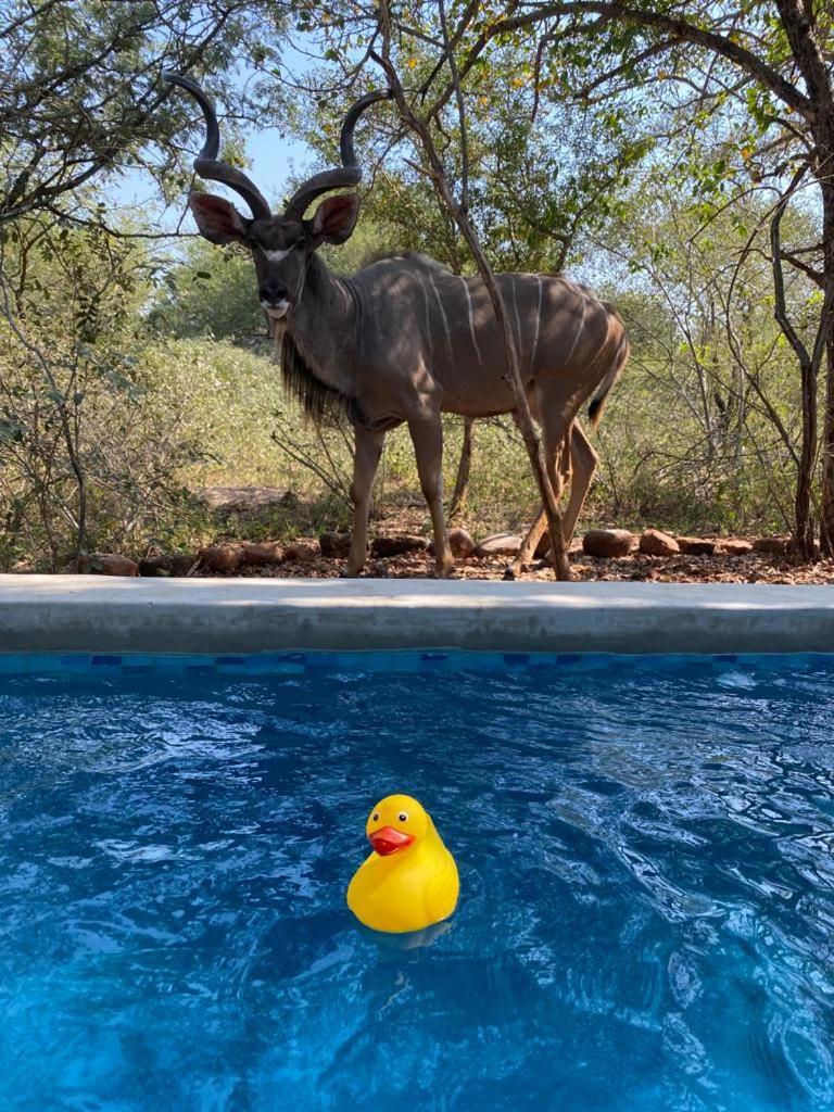 Bushbuck Rest *