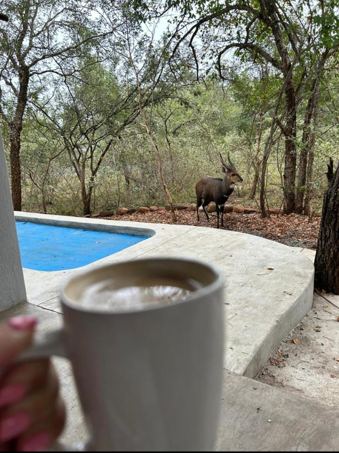 Bushbuck Rest