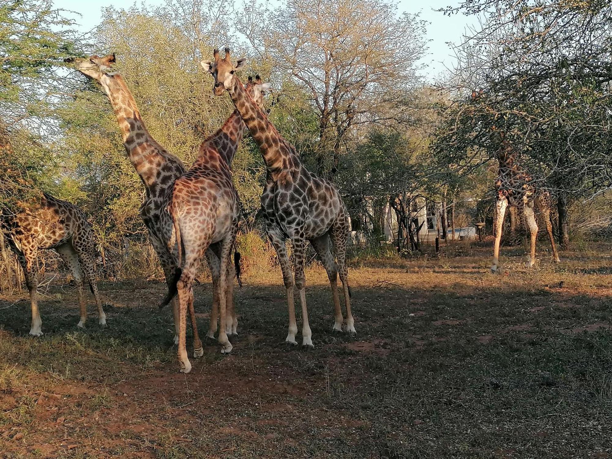 Apartment Bushbuck Rest Marloth Park