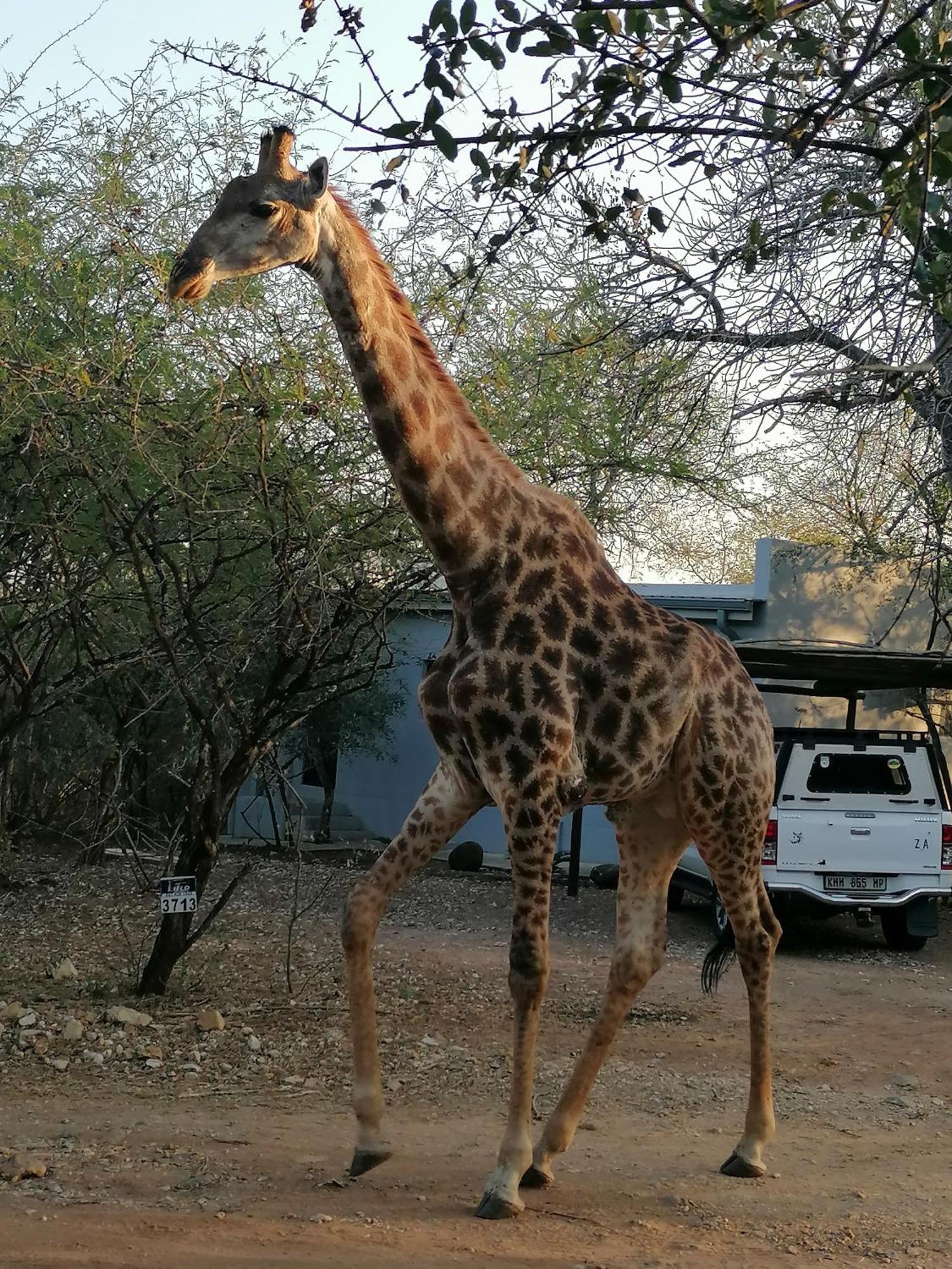 Apartment Bushbuck Rest *