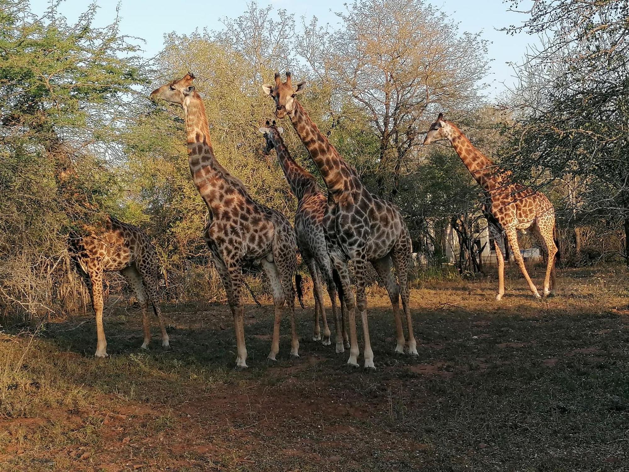 Bushbuck Rest *